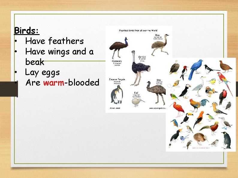 Birds: • Have feathers • Have wings and a beak • Lay eggs •