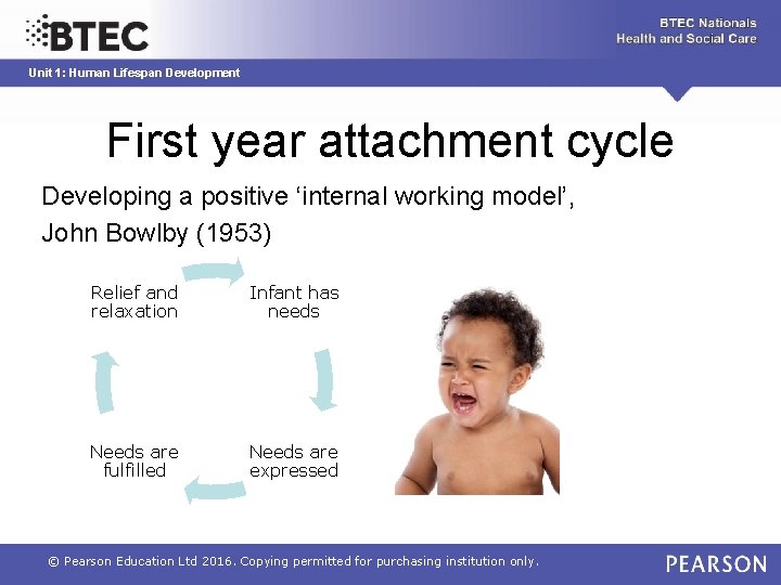Unit 1: Human Lifespan Development First year attachment cycle Developing a positive ‘internal working