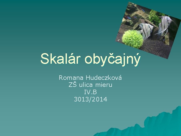 Skalár obyčajný Romana Hudeczková ZŠ ulica mieru IV. B 3013/2014 