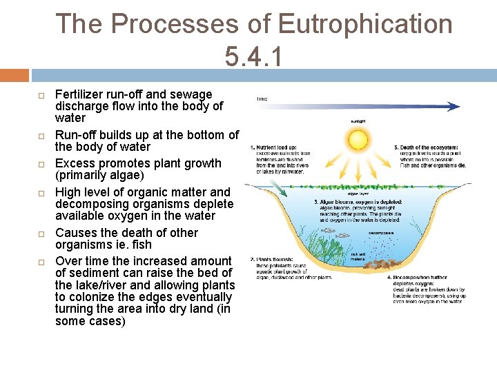 The Processes of Eutrophication 5. 4. 1 Fertilizer run-off and sewage discharge flow into The Processes of Eutrophication 5. 4. 1 Fertilizer run-off and sewage discharge flow into