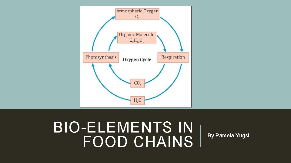 BIO-ELEMENTS IN FOOD CHAINS By Pamela Yugsi 