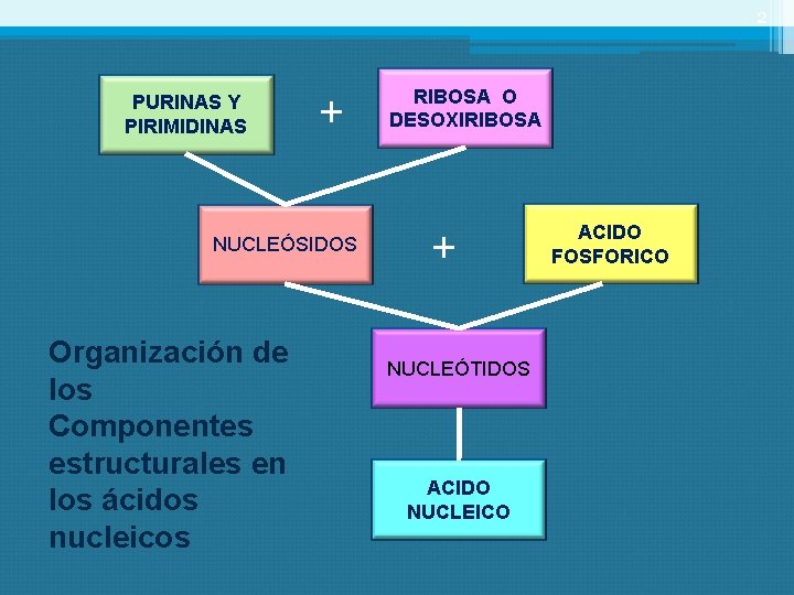 2 PURINAS Y PIRIMIDINAS + NUCLEÓSIDOS Organización de los Componentes estructurales en los ácidos