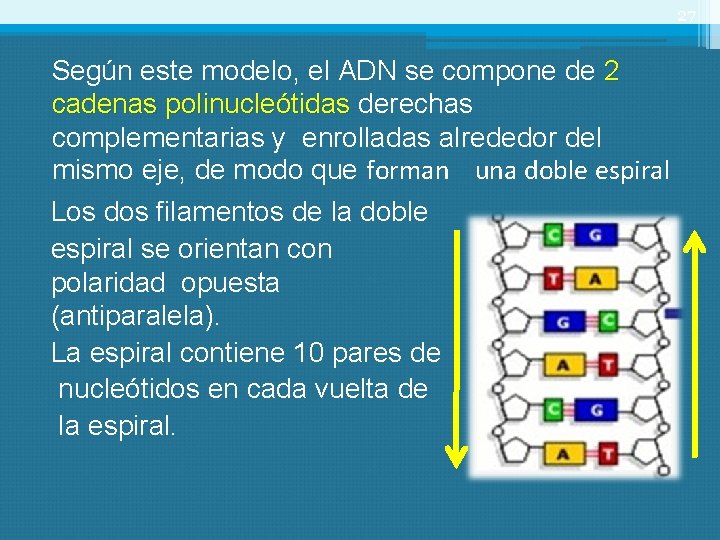 27 Según este modelo, el ADN se compone de 2 cadenas polinucleótidas derechas complementarias