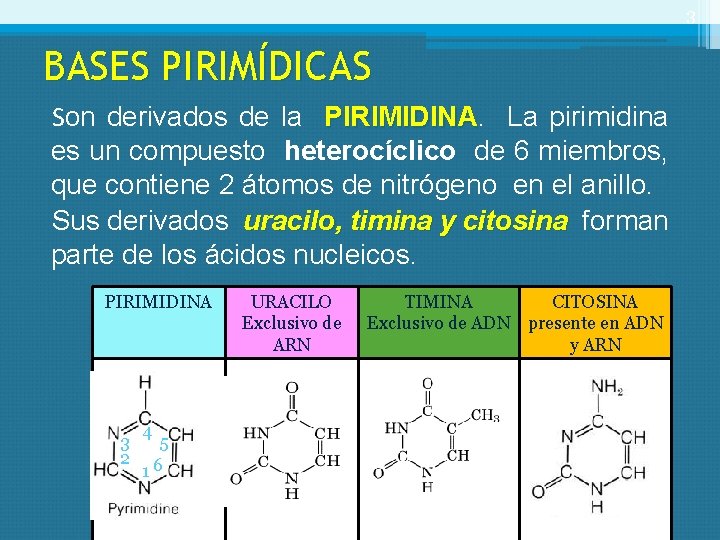 3 BASES PIRIMÍDICAS Son derivados de la PIRIMIDINA La pirimidina es un compuesto heterocíclico