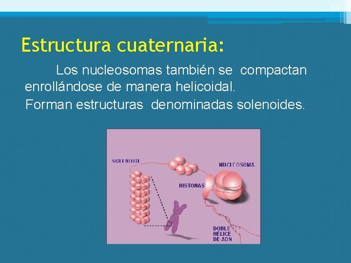 35 Estructura cuaternaria: Los nucleosomas también se compactan enrollándose de manera helicoidal. Forman estructuras