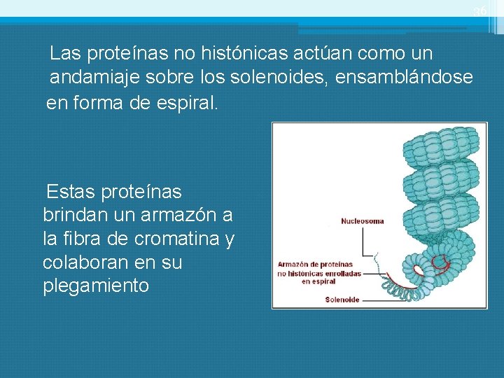 36 Las proteínas no histónicas actúan como un andamiaje sobre los solenoides, ensamblándose en