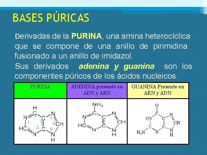 4 BASES PÚRICAS Derivadas de la PURINA, PURINA una amina heterocíclica que se compone