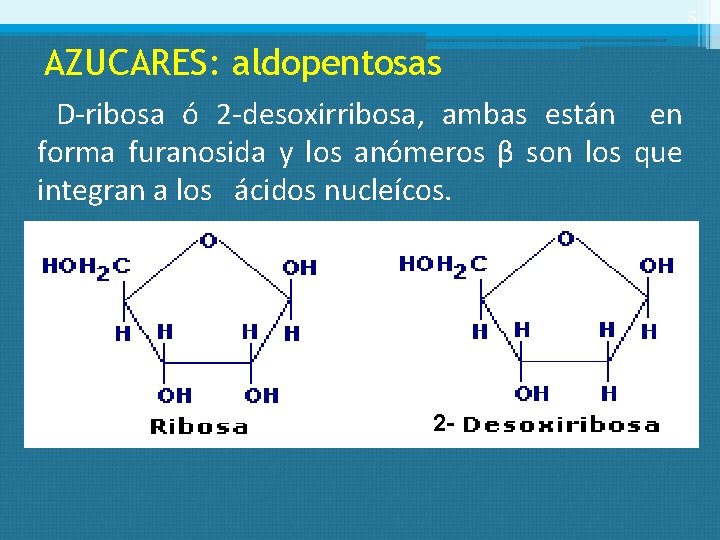5 AZUCARES: aldopentosas D-ribosa ó 2 -desoxirribosa, ambas están en forma furanosida y los