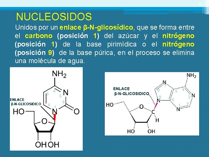 6 NUCLEOSIDOS Unidos por un enlace β-N-glicosídico, -N-glicosídico que se forma entre el carbono