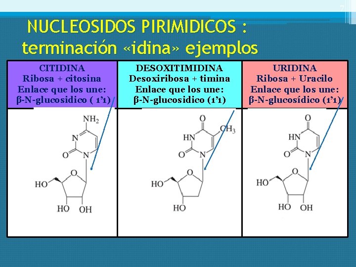 7 NUCLEOSIDOS PIRIMIDICOS : terminación «idina» ejemplos CITIDINA Ribosa + citosina Enlace que los