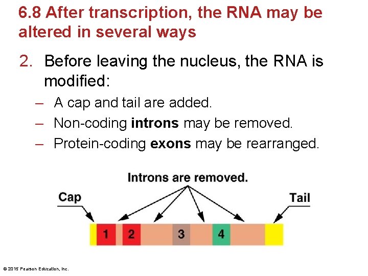 6. 8 After transcription, the RNA may be altered in several ways 2. Before 6. 8 After transcription, the RNA may be altered in several ways 2. Before