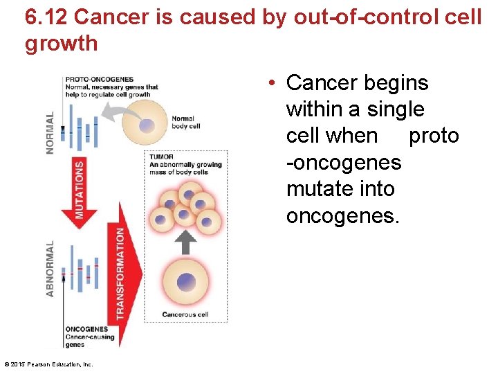 6. 12 Cancer is caused by out-of-control cell growth • Cancer begins within a 6. 12 Cancer is caused by out-of-control cell growth • Cancer begins within a