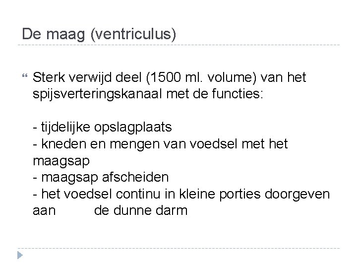 De maag (ventriculus) Sterk verwijd deel (1500 ml. volume) van het spijsverteringskanaal met de De maag (ventriculus) Sterk verwijd deel (1500 ml. volume) van het spijsverteringskanaal met de