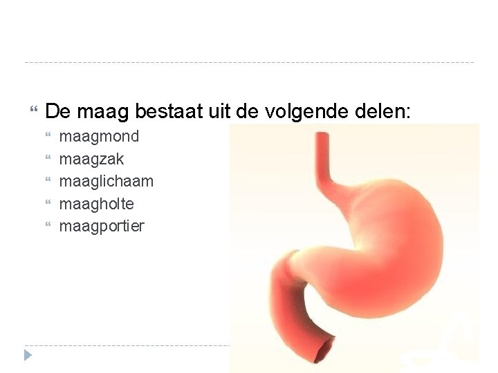 De maag bestaat uit de volgende delen: maagmond maagzak maaglichaam maagholte maagportier De maag bestaat uit de volgende delen: maagmond maagzak maaglichaam maagholte maagportier