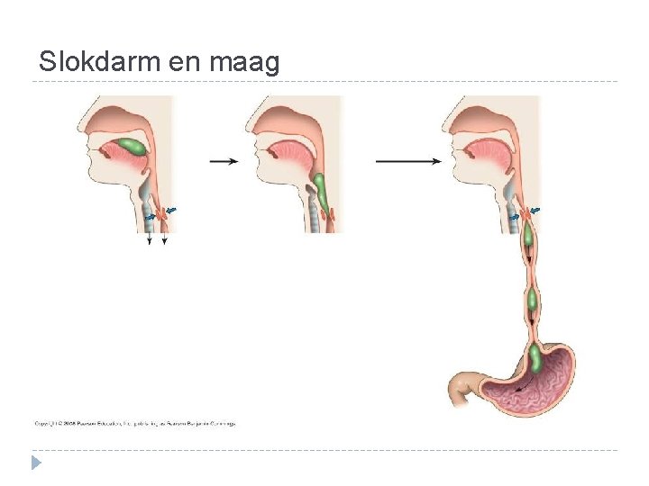 Slokdarm en maag Slokdarm en maag