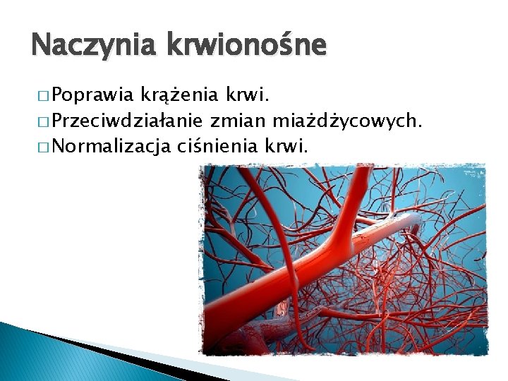 Naczynia krwionośne � Poprawia krążenia krwi. � Przeciwdziałanie zmian miażdżycowych. � Normalizacja ciśnienia krwi.