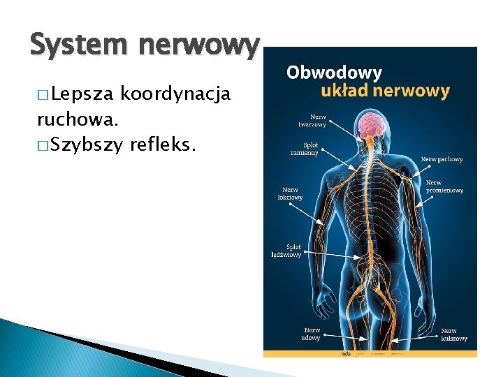 System nerwowy � Lepsza koordynacja ruchowa. � Szybszy refleks. 