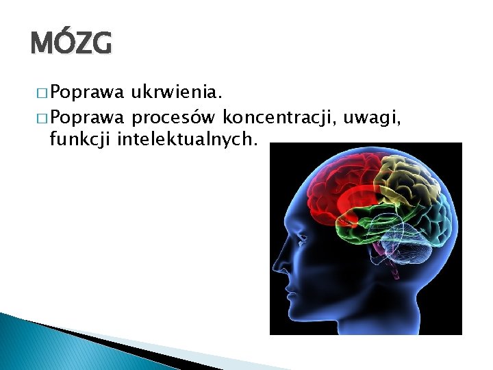 MÓZG � Poprawa ukrwienia. � Poprawa procesów koncentracji, uwagi, funkcji intelektualnych. 