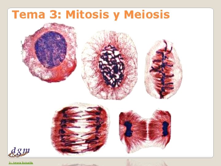 Tema 3: Mitosis y Meiosis Dr. Antonio Barbadilla 