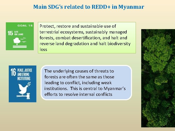 Main SDG’s related to REDD+ in Myanmar Protect, restore and sustainable use of terrestrial Main SDG’s related to REDD+ in Myanmar Protect, restore and sustainable use of terrestrial