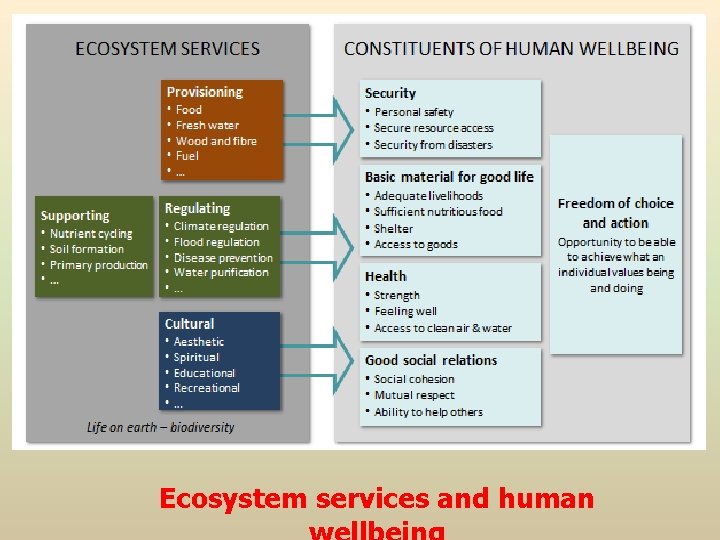 Ecosystem services and human Ecosystem services and human