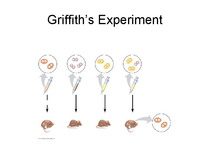 Griffith’s Experiment 