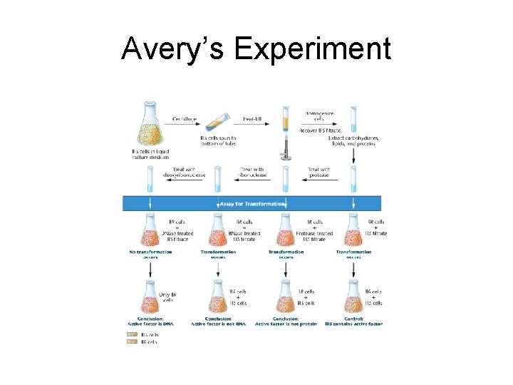 Avery’s Experiment 