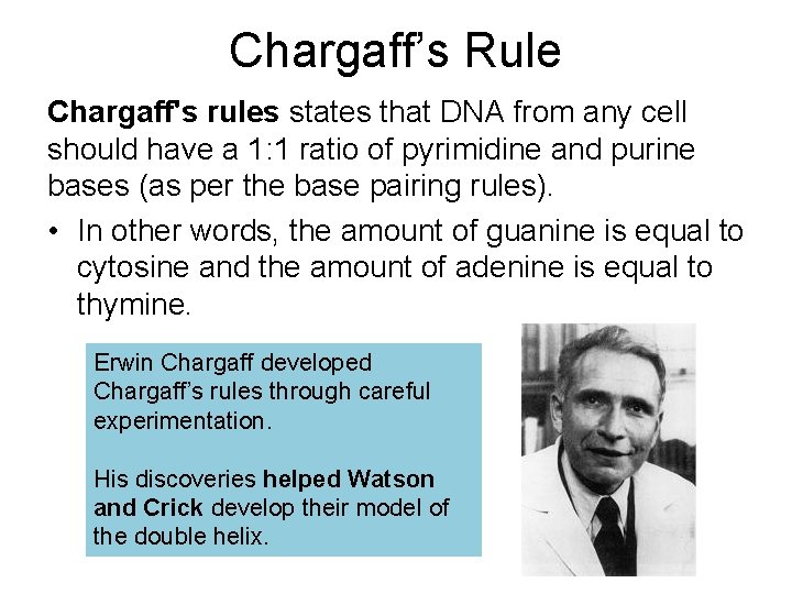 Chargaff’s Rule Chargaff's rules states that DNA from any cell should have a 1: