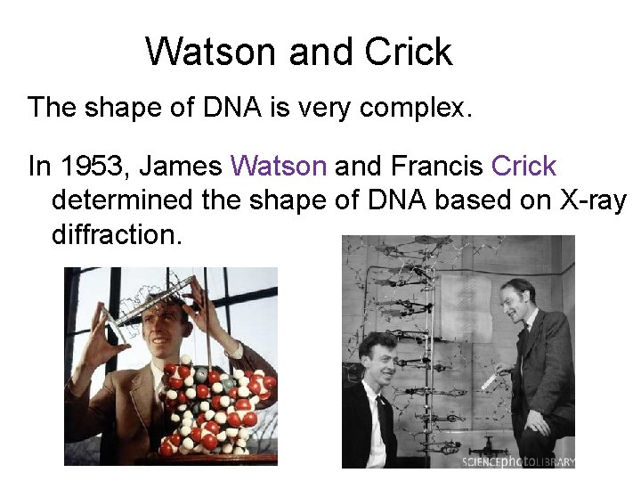 Watson and Crick The shape of DNA is very complex. In 1953, James Watson