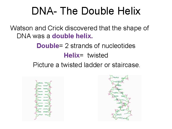 DNA- The Double Helix Watson and Crick discovered that the shape of DNA was