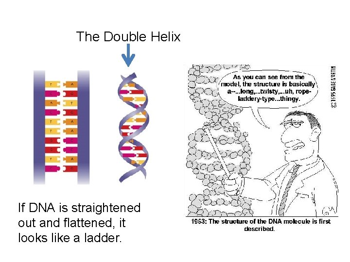 The Double Helix If DNA is straightened out and flattened, it looks like a