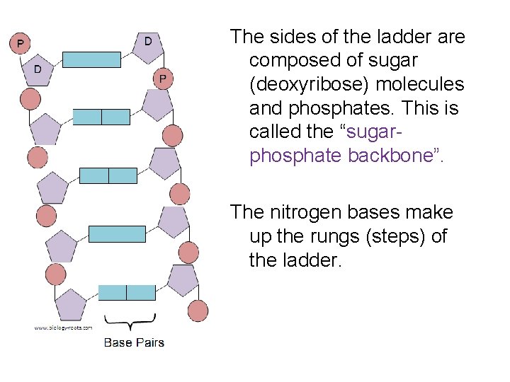 The sides of the ladder are composed of sugar (deoxyribose) molecules and phosphates. This