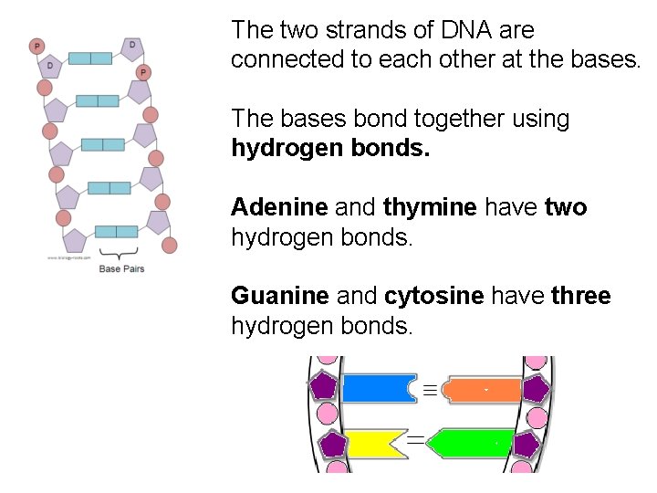 The two strands of DNA are connected to each other at the bases. The