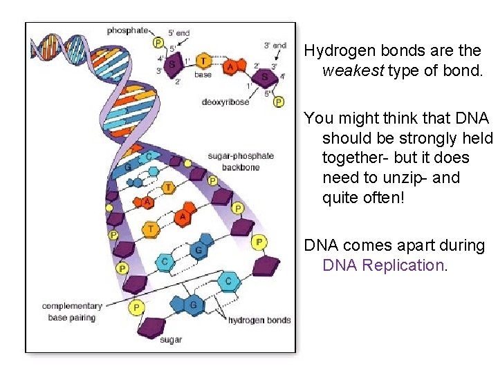 Hydrogen bonds are the weakest type of bond. You might think that DNA should