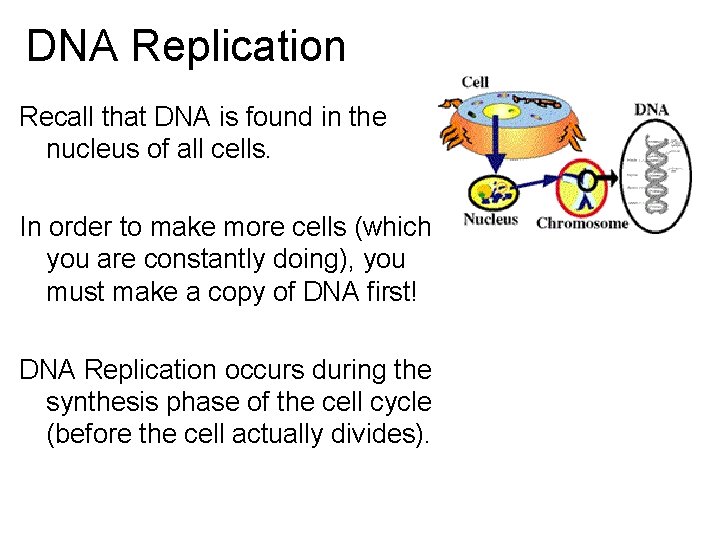 DNA Replication Recall that DNA is found in the nucleus of all cells. In