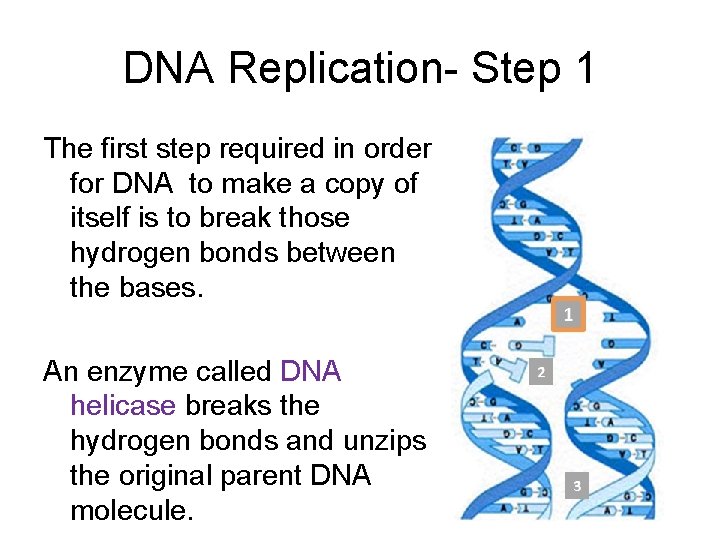 DNA Replication- Step 1 The first step required in order for DNA to make