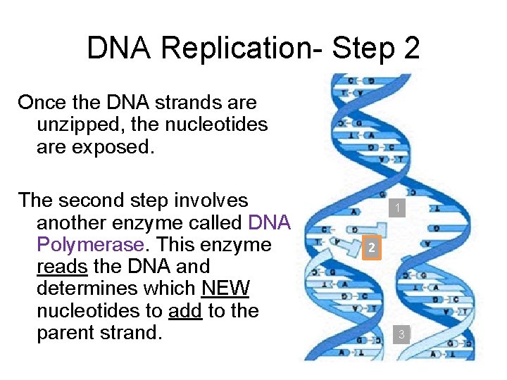 DNA Replication- Step 2 Once the DNA strands are unzipped, the nucleotides are exposed.