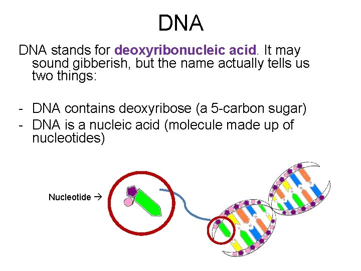 DNA stands for deoxyribonucleic acid. It may sound gibberish, but the name actually tells