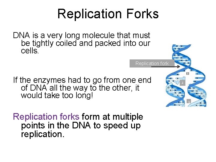 Replication Forks DNA is a very long molecule that must be tightly coiled and