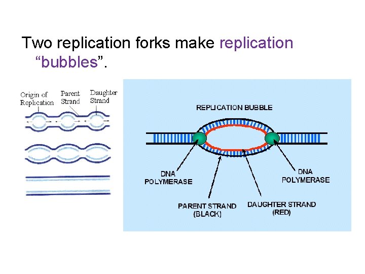 Two replication forks make replication “bubbles”. 