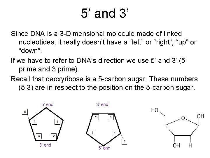 5’ and 3’ Since DNA is a 3 -Dimensional molecule made of linked nucleotides,