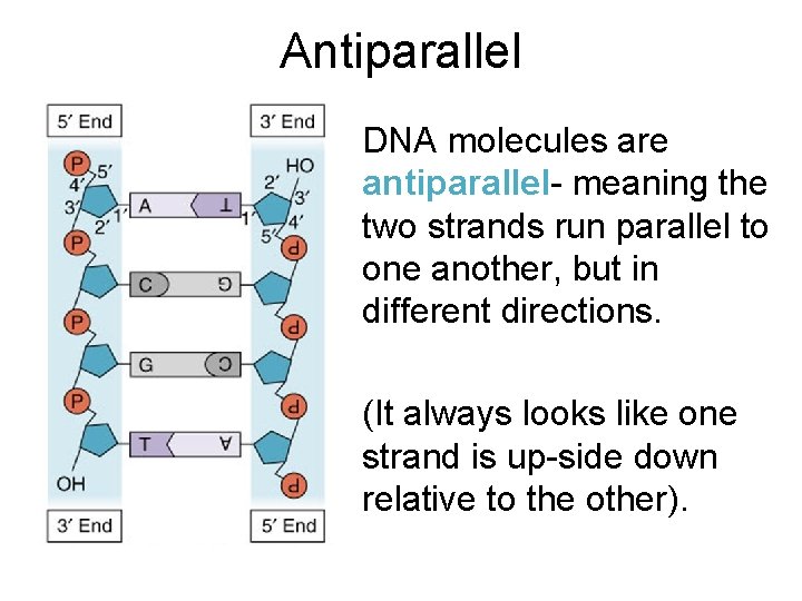 Antiparallel DNA molecules are antiparallel- meaning the two strands run parallel to one another,