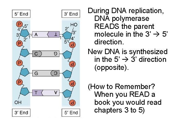 During DNA replication, DNA polymerase READS the parent molecule in the 3’ 5’ direction.