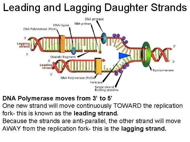 Leading and Lagging Daughter Strands DNA Polymerase moves from 3’ to 5’ One new