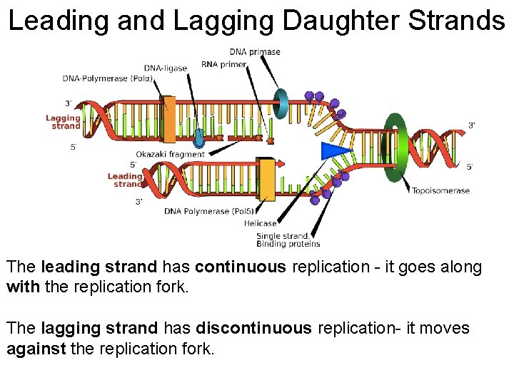 Leading and Lagging Daughter Strands The leading strand has continuous replication - it goes