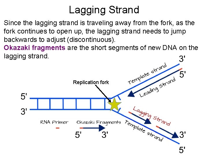 Lagging Strand Since the lagging strand is traveling away from the fork, as the