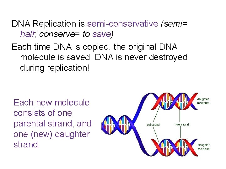 DNA Replication is semi-conservative (semi= half; conserve= to save) Each time DNA is copied,