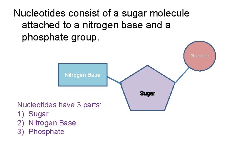 Nucleotides consist of a sugar molecule attached to a nitrogen base and a phosphate