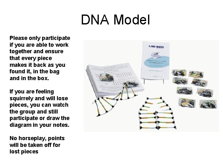 DNA Model Please only participate if you are able to work together and ensure