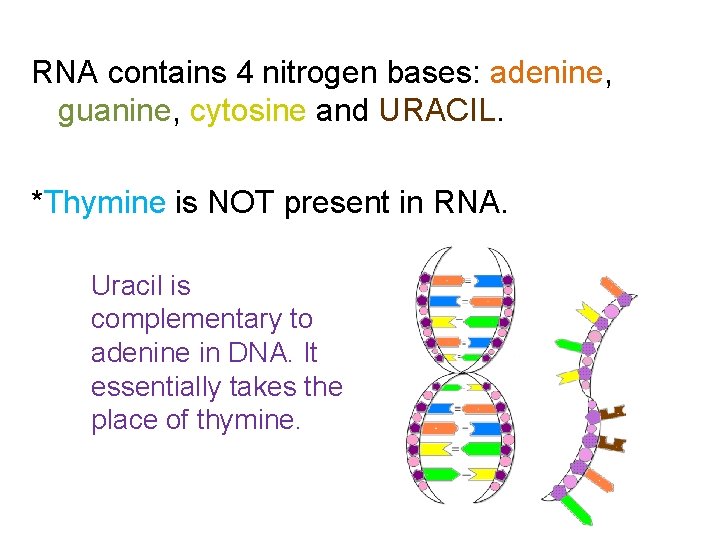 RNA contains 4 nitrogen bases: adenine, guanine, cytosine and URACIL. *Thymine is NOT present